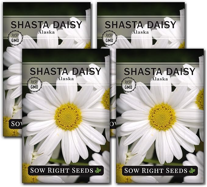Sow Right Seeds - Shasta Daisy Flower Seeds for Planting - Non-GMO Heirloom Packet with Instructions - Attract Butterflies and Excellent for Cutting - White Blossom with Yellow Centers (4)