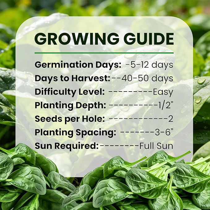 Bloomsdale Spinach Seeds for Planting 960+ Seeds - Non-GMO Heirloom Seeds High Germination Spinach for Indoor Outdoor Home Vegetable Garden - Abundance of Leafy Greens (Spinach Seeds)