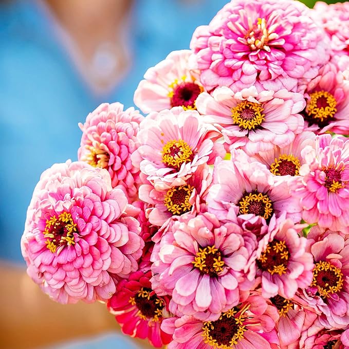 Eden Brothers Zinnia Seeds - Illumination, Non-GMO Seeds for Planting, 1 oz | Low-Maintenance Flower Seeds, Plant During Spring, Zones 3, 4, 5, 6, 7, 8, 9, 10