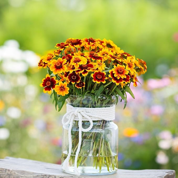 Eden Brothers Mexican Zinnia Seeds - Persian Carpet, Non-GMO Seeds for Planting, Packet | Low-Maintenance Flower Seeds, Plant During Spring, Zones 3, 4, 5, 6, 7, 8, 9, 10