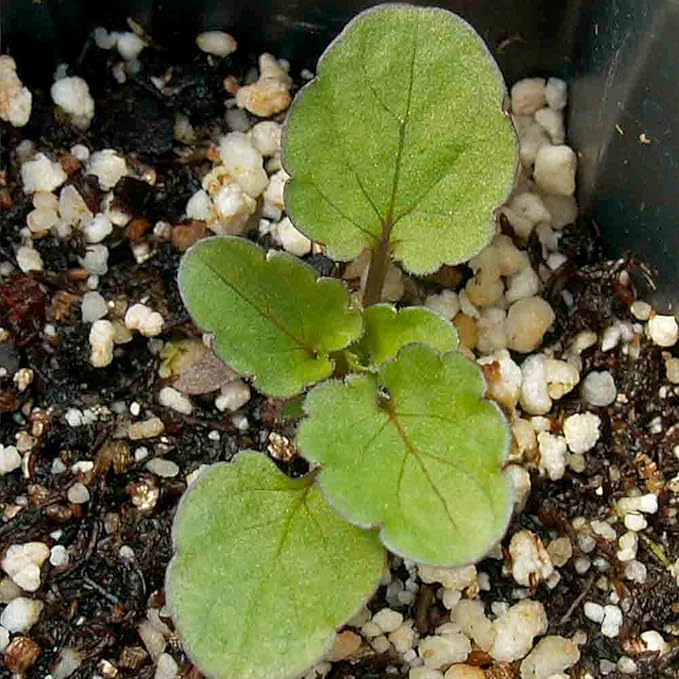 Seed Needs, Swiss Giants Pansy Seeds - 600 Heirloom Seeds for Planting Viola wittrockiana - Annual Edible Flowers that Attract Butterflies & Other Pollinators (5 Packs)
