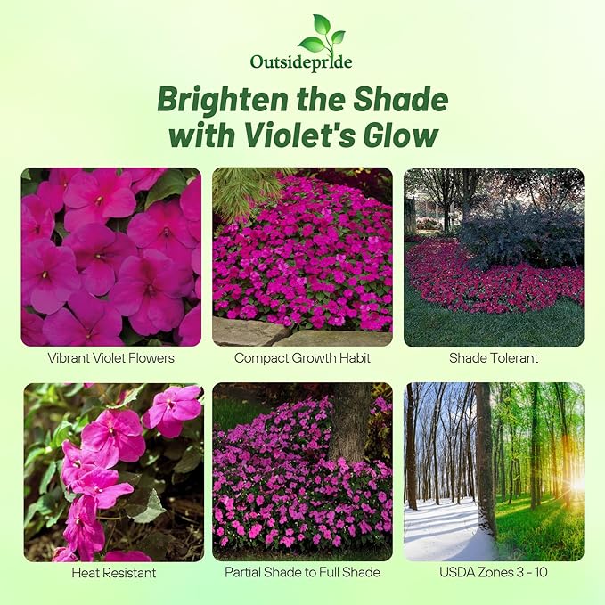 Outsidepride Premium Violet Impatiens Flower Seeds - 100 Pcs Annual, Compact & Pollinator Friendly, Impatiens Seeds for Planting w/Vibrant, Abundant Blooms for Shade Gardens & Container Displays