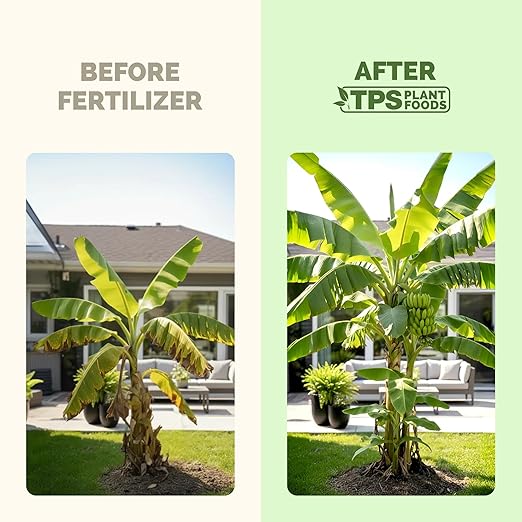 Banana Tree Fertilizer – Liquid Fertilizer for All Banana Tree Varieties, Supports Growth & Fruiting, 32 oz