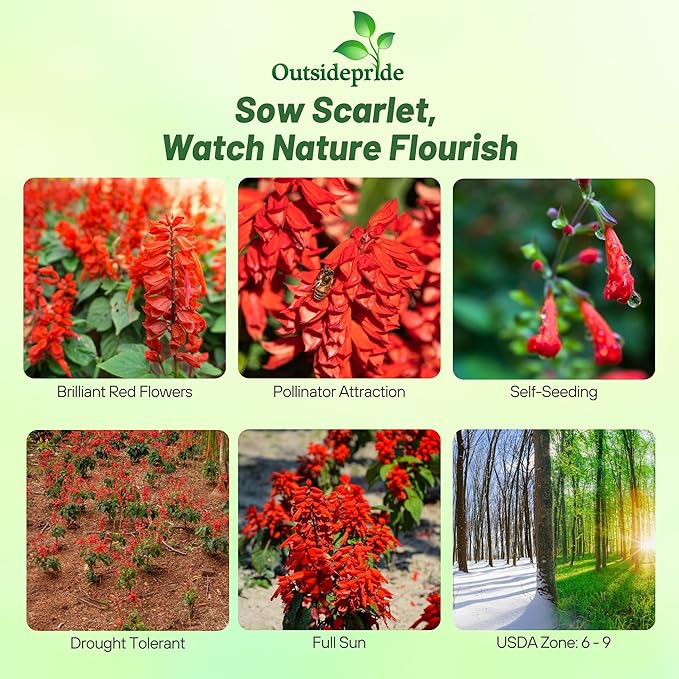 Outsidepride Salvia Coccinea Scarlet Sage Seeds for Planting - 1/4 Lb. Perennial, Heat-Tolerant Wildflower Seeds w/Red Blooms, Attracts Hummingbirds & Butterflies for Pollinator-Friendly Gardens