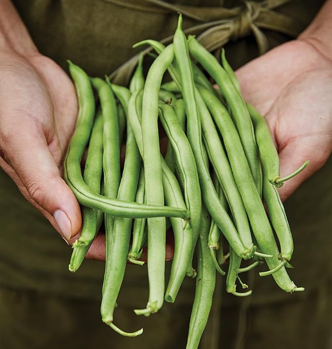 Burpee Blue Lake 274 Bush Bean Seeds 2 ounces of seed