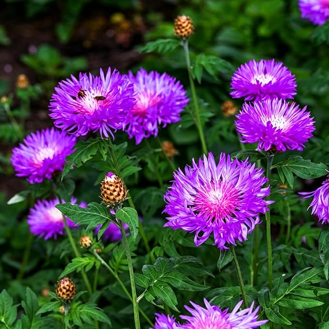 Mix Cornflower Seeds for Planting, 518+pcs Rare Perennial Double Dwarf Cornflower Flower Seeds Plants, Heirloom Non-GMO Hummingbirds Open Pollinated Wildflowers for Home Garden Outdoors