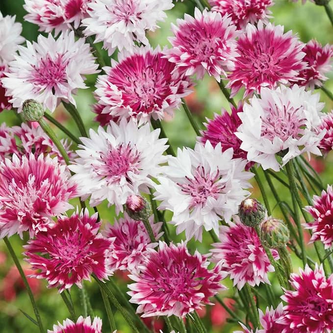 3000+ Cornflower Seeds for Planting Mix Dwarf Bachelor Button Seeds for Home Garden Perennial Flowers Outdoor Indoor Garden