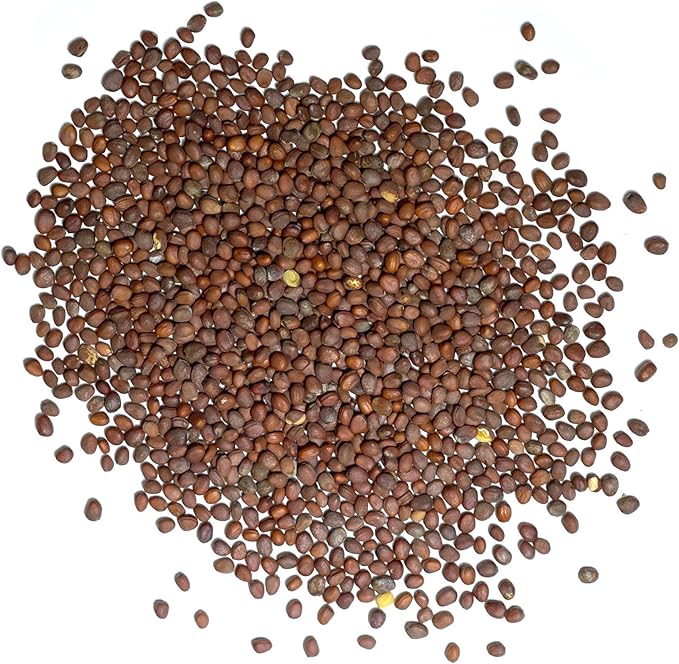 Seed Needs Radish Seeds for Planting Purple Plum Radishes - Non-GMO Heirloom & Untreated - Grow a Home Grown Vegetable Garden - Cool Weather Crops (2 Packs)