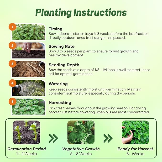 Outsidepride Peppermint Seeds for Planting - 1000 Pcs Perennial Compact Growth, Easy to Grow Herb Seeds w/Aromatic Foliage for Culinary Uses, Herbal Remedies & Wellness, Ideal for Container Gardening