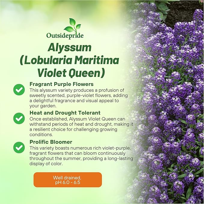 Outsidepride Violet Queen Alyssum Seeds - 5000 Pcs Annual, Drought-Tolerant & Pollinator-Friendly Ground Cover Seeds w/Fragrant Purple Blooms for Low-Growing Xeriscaping & Outdoor Planting