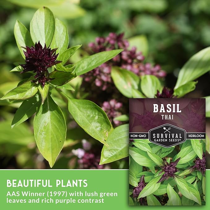 Thai Basil Seeds for Planting – Sweet Thai Basil with Anise Flavor for Asian Cooking – Heirloom Non-GMO Herb Seed for Indoor or Outdoor Gardens – Survival Garden Seeds (2 Pack)