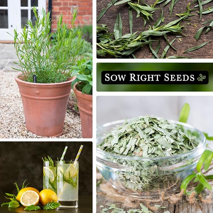 Sow Right Seeds - French Tarragon Seeds for Planting - Non-GMO Heirloom Packet with Instructions to Plant an Outdoor or Indoor Herb Garden - Culinary Leafy Green - Long Lasting Perennial Seasoning (3)