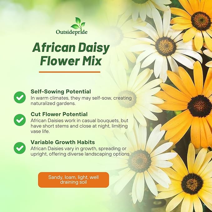 Outsidepride Mix African Daisy Seeds - 1 lb. Annual Flower Seeds for Planting Outdoors with Long-Lasting Blooms, Drought-Tolerant, Easy to Grow for Sunny Gardens & Borders