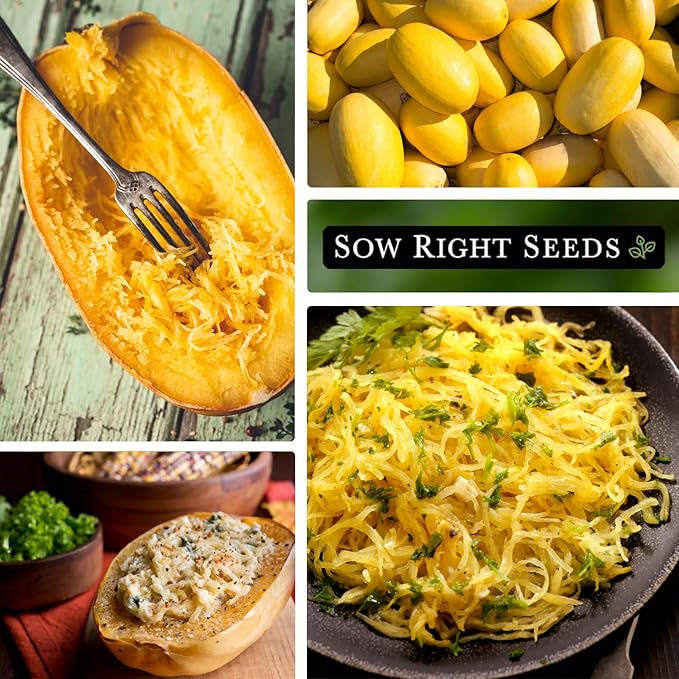 Sow Right Seeds - Spaghetti Squash Seeds for Planting - Non-GMO Heirloom Packet with Instructions to Plant and Grow an Outdoor Home Vegetable Garden - Roast and Enjoy Eating This Favorite Variety (2)