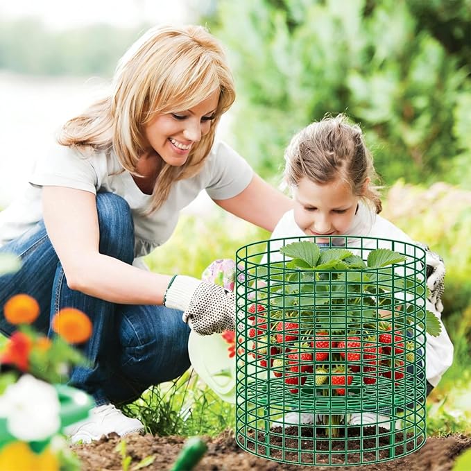 5 Sets Strawberry Plant Support with Wire Plant Protectors, 12.9"x 11.8" Wire Plant Cages and Strawberry Growing Racks, Animal Protection for Strawberry Tomato Garden Vegetables Plants