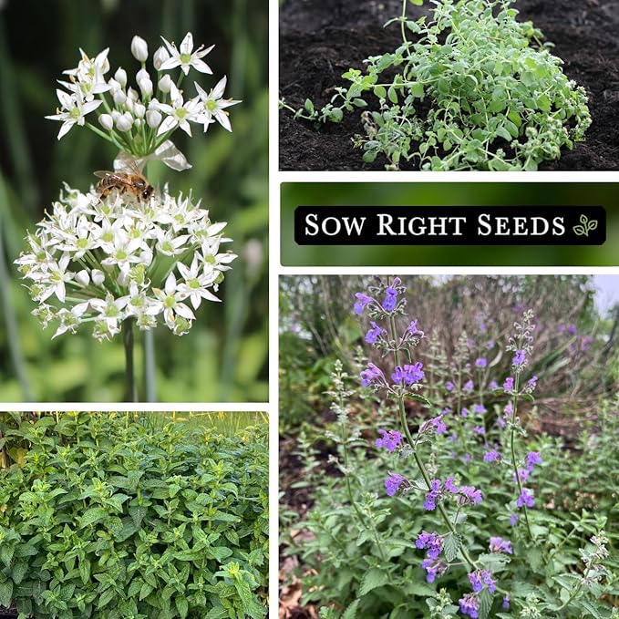 Sow Right Seeds - Perennial Herb Garden Seed Collection - Mint, Lavender, Sage, Common Chives, Lemon Balm, Garlic Chives, Thyme, Peppermint, Oregano and Marjoram - Non-GMO Heirloom Seeds for Planting