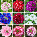 300+ Perennial Verbena Flower Seeds for Planting Outdoors -Verbena Flower Garden Seeds Non-GMO Heirloom