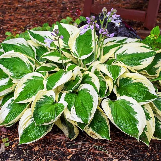 200+ Seeds Perennial Hosta Flower Seed for Planting Outdoors Garden Beauties