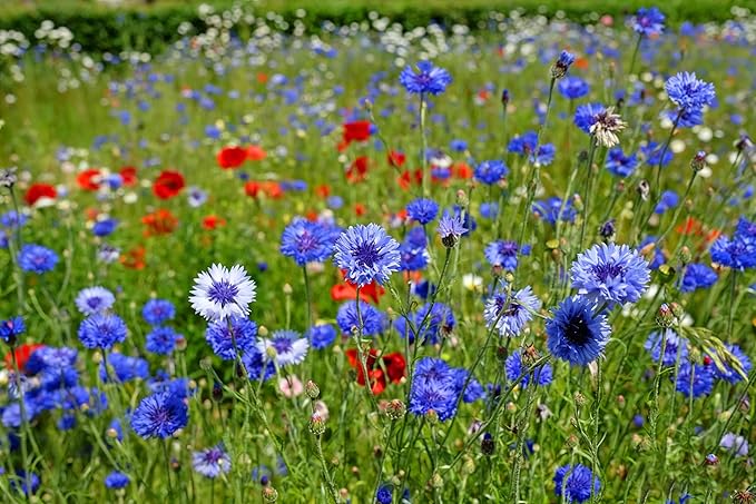 Mix Cornflower Seeds for Planting, 1000pcs Rare Perennial Cornflower Flower Seeds, Heirloom Non-GMO Open Pollinated Wildflowers for Home Garden Outdoors