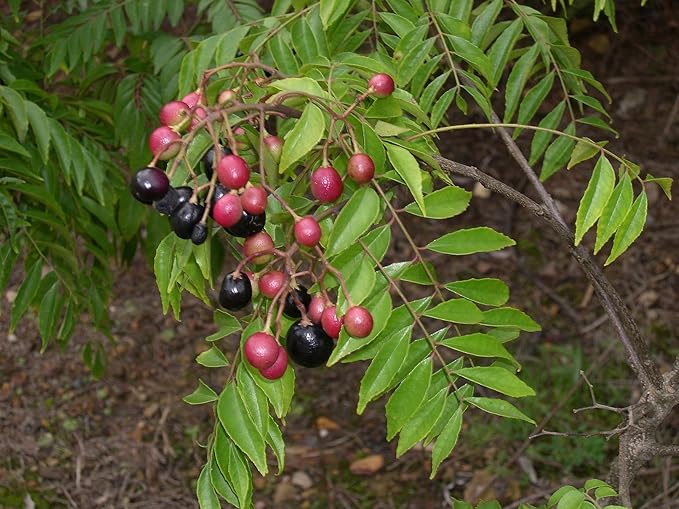 Curry Leaf Plant. Live Plant. Fragrant, Beautiful, Edible. Easy Grow. Indian Cooking Must Have. Murraya Koenigii. (1 Cup)