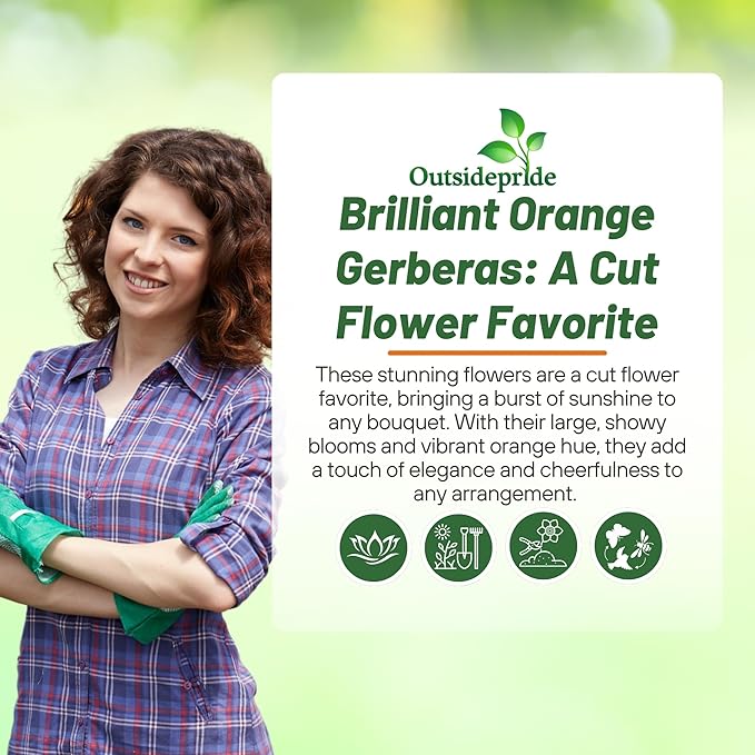 Outsidepride Pastel Orange Gerbera Seeds - 20 Pcs Perennial, Compact & Low Maintenance, Flower Seeds for Planting w/Vibrant Orange Blooms, Ideal for Garden Landscaping & Cut Flower Arrangements