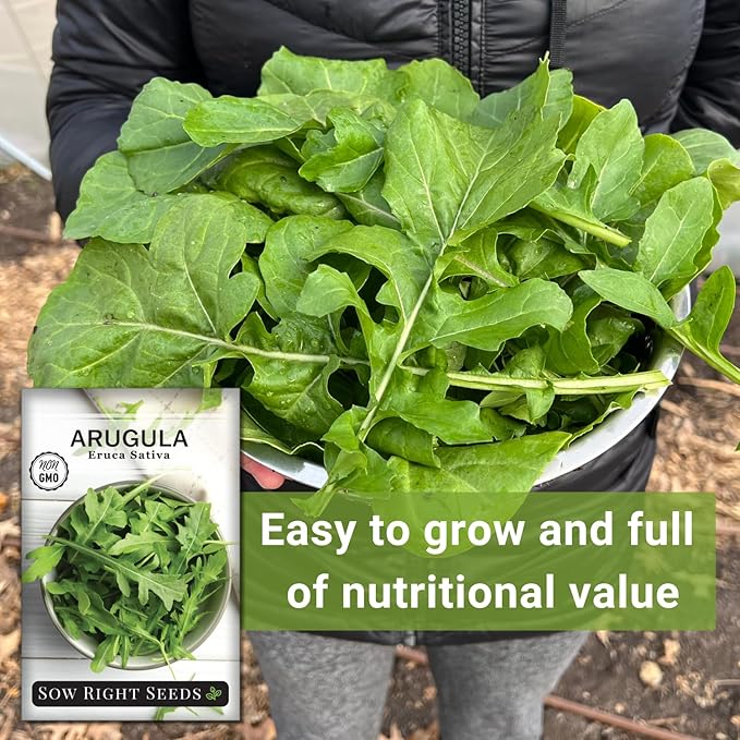 Sow Right Seeds - Arugula Seeds for Planting - Non-GMO Heirloom Seeds with Instructions to Plant a Home Vegetable Garden - Indoors, Hydroponics or Outdoors - Salad Greens - Grow Kitchen Herbs (1)