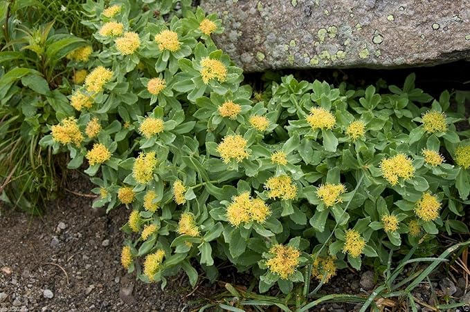 KVITER 50 Roseroot Seeds (Rhodiola Rosea) – Rhodiola Stonecrop Perennial Seeds/Golden Root/Arctic Root/King’s Crown/Aaron’s Rod Medicinal Herb Seeds – Non GMO, Organic Heirloom Seeds for Herb Garden