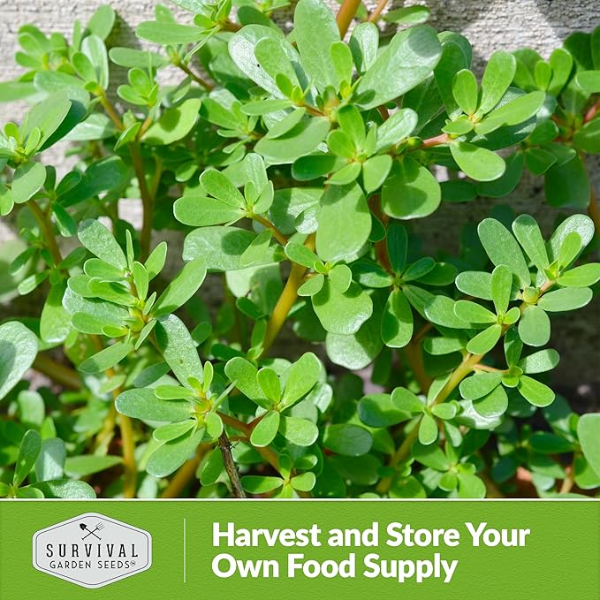 Purslane Seeds for Planting - Edible Green Portulaca Oleracea Verdolagas Heirloom Non-GMO Vegetable Seed for Home Garden - Survival Garden Seeds (1 Pack)