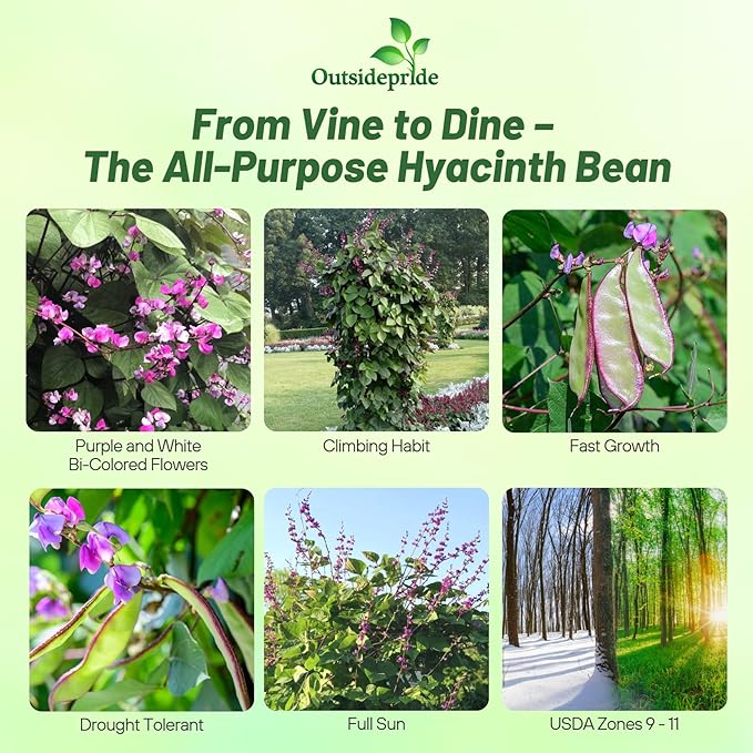 Outsidepride Green Lablab Hyacinth Bean Vine Seeds - 100 Pcs Perennial, Fast Growing Vegetable Seeds for Planting with Fragrant Foliage for Garden & Edible Flower and Pods for Culinary Uses