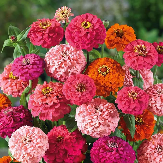 Eden Brothers Zinnia Seeds - Pulcino Mix, Non-GMO Seeds for Planting, Packet | Low-Maintenance Flower Seeds, Plant During Spring, Zones 3, 4, 5, 6, 7, 8, 9, 10