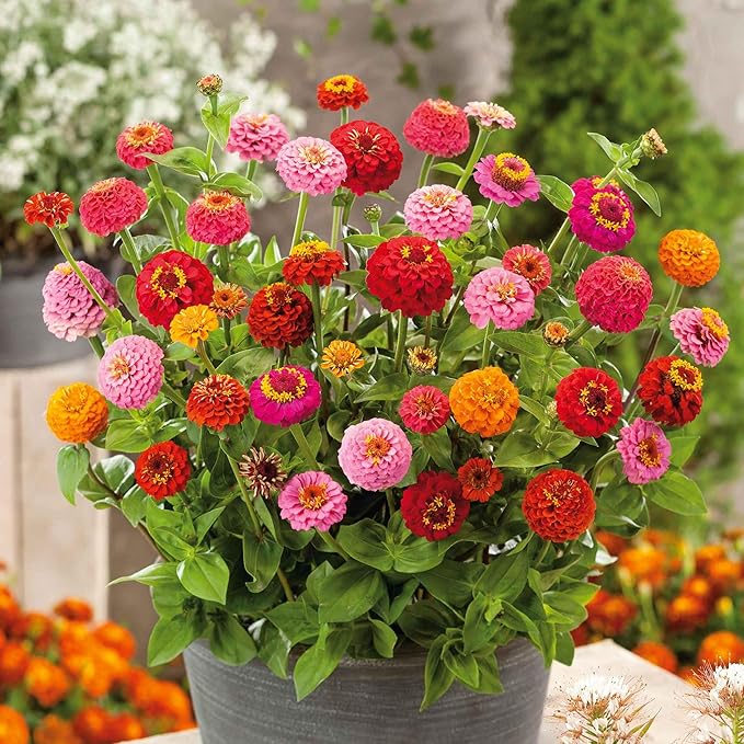 Eden Brothers Zinnia Seeds - Sprite Mix, Non-GMO Seeds for Planting, 1/4 lb | Low-Maintenance Flower Seeds, Plant During Spring, Zones 3, 4, 5, 6, 7, 8, 9, 10