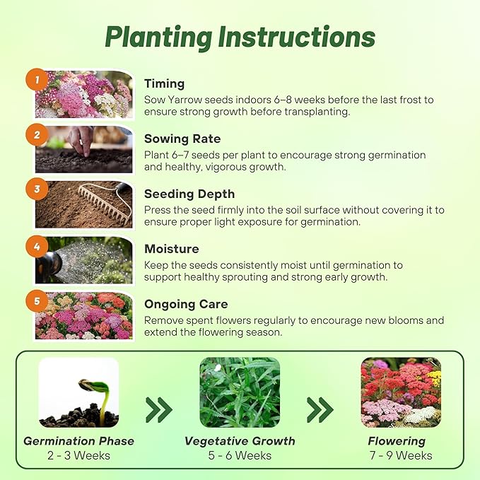 Outsidepride Summer Berries Mix Yarrow Seeds – 2000 Pcs. Perennial, Versatile, Clump-Forming, & Drought Tolerant Flower Seeds for Planting Fragrant & Vibrant Blooms, Ideal for Pollinator Gardens