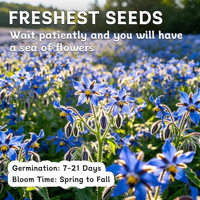 LUOJIBIE Borage Seeds, 4,000+ Blue Borage Seeds for Planting Outdoor & Indoor, Flower Seeds Bulk for Garden, Non-GMO & Heirloom, Easy to Grow