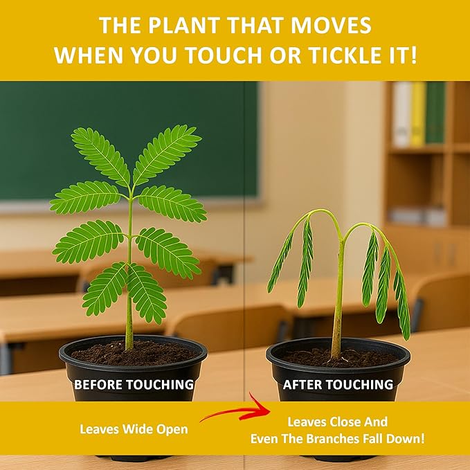 TickleMe Plant Seeds for Indoor Planting (2-Pack) – Touch-Sensitive Plant that Closes Leaves When Touched – Easy Indoor House Plant Seeds – Fun Educational Activity for Kids & Adults