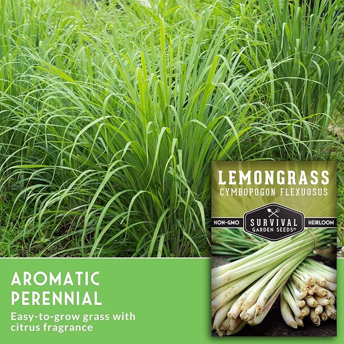 Lemongrass Seeds for Planting - Lemon Scented Asian Lemongrass for Your Home Vegetable Garden - Heirloom Non-GMO Open-Pollinated - Survival Garden Seeds (5 Packs)