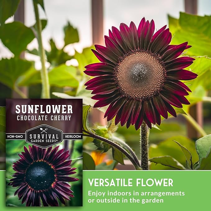Chocolate Cherry Sunflower Seeds for Planting | Rare Burgundy Black Blooms, 6-7ft Giant Non-GMO Heirloom Flower - Survival Garden Seeds (2 Packs)