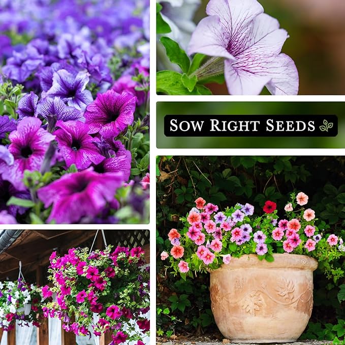 Sow Right Seeds - Dwarf Mixed Petunia Seeds to Plant - Full instructions for Planting and Growing a Flower Garden - Non-GMO Heirloom Seeds - Annual Hanging Basket Flower - Wonderful Gardening Gift (1)
