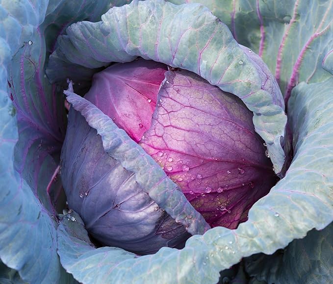Red Acre Cabbage Seeds for Planting – Plant & Grow Heirloom Red Acre Cabbage in Home Outdoor Vegetable Garden, Brassica oleracea VAR. capitata– 1 Packet Approx 200 Seeds