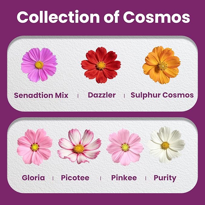 Cosmos Seeds Mix, 1 Ounce Over 5000+ Crazy Blend Cosmo Flowers Seed for Planting, Open Pollinated, Non-GMO, Heirloom Crazy Cosmos Seeds for 2026