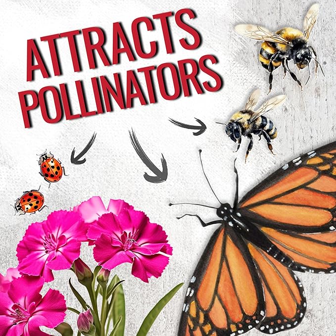 Seed Needs Sweet William Seeds for Planting Dianthus Flowers - Heirloom & Open Pollinated Annual Wildflower Seed Mix to Attract Butterflies, Bees & Other Pollinators to a Butterfly Garden (1 Pack)