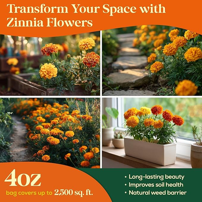 Marigold Seeds Pack 4 oz - 37,000 Non-GMO Heirloom Marigold Seeds for Planting, Perennial Flowers in Waterproof Seed Packet, Wildflower Seeds for Planting Garden Indoor & Outdoor Gardening