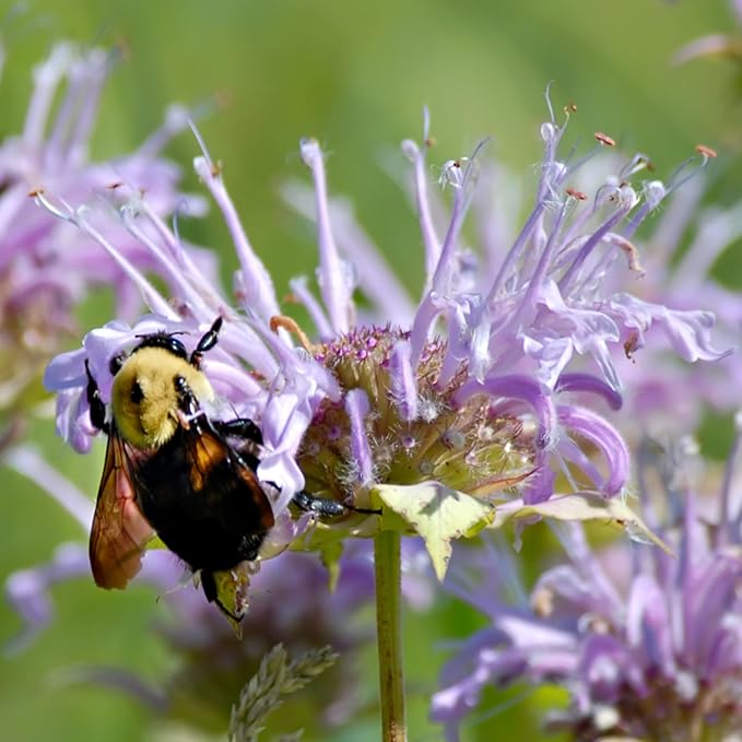 Seed Needs Bee Balm Seeds for Planting Wild Bergamot - Heirloom & Open Pollinated Perennial Flowers to Grow a Butterfly Garden to Attract Bees, Butterflies & Other Pollinators (1 Pack)