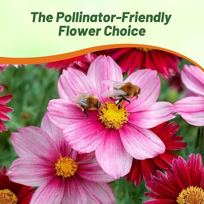 Outsidepride Robinson's Mix Chrysanthemum Seeds - 10000 Pcs. Perennial, Drought Tolerant Flower Seeds for Planting in Pollinator Gardens, Cut Flowers & Low Maintenance Landscaping