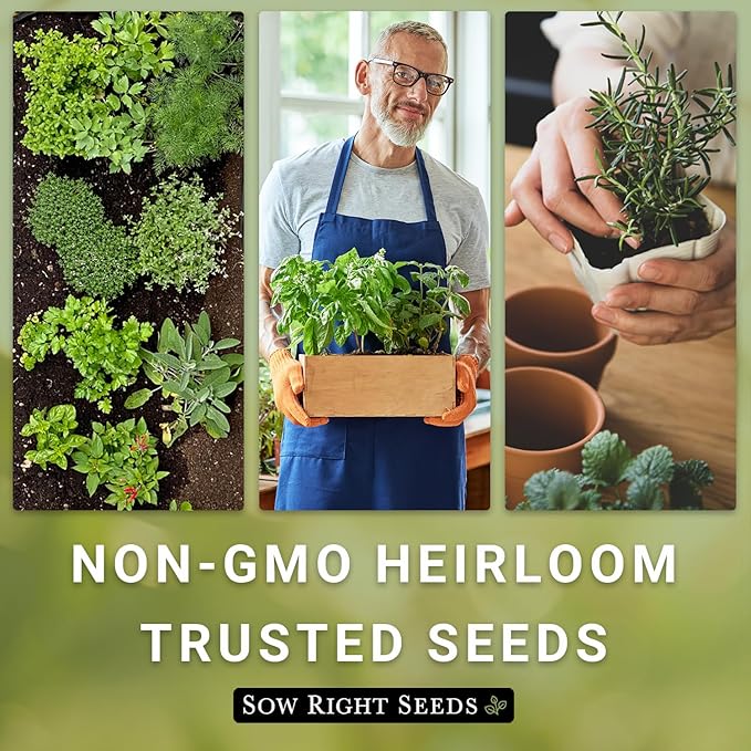 Sow Right Seeds - Curly Leaf Parsley Seed for Planting - Non-GMO Heirloom Packet with Instructions to Plant and Grow a Kitchen Herb Garden - Indoor or Outdoor - Great for Hydroponics Growing (4)