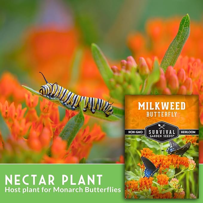 Butterfly Milkweed Seeds for Planting with Instructions to Grow Asclepias Tuberosa - Attract Butterflies & Help Conservation - Non-GMO Heirloom Open-Pollinated - Survival Garden Seeds (1 Pack)