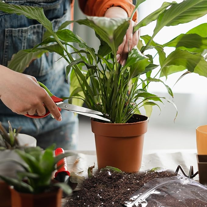 Organic Peace Lily Soil Mix 2qt, Indoor Plants Potting Mix for Planting, Growing, or Repotting Peace Lily Plants, Grow Healthy houseplants Indoors