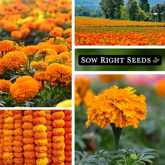 Sow Right Seeds Crackerjack African Marigold Seeds for Planting - Non-GMO Heirloom Seed Packet with Instructions - Companion Plant - Orange & Yellow Blooms Attract Pollinators, Deter Mosquitoes (3)