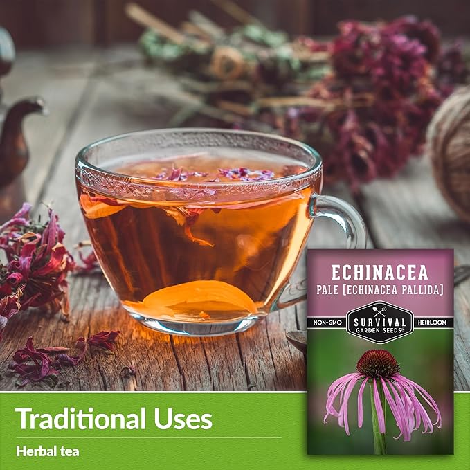 Survival Garden Seeds Pale Purple Coneflower Seeds for Planting - 1 Packet with Instructions for Growing Lavender-Pink Echinacea Pallida in Your Flower Garden - Non-GMO Heirloom Native Wildflower
