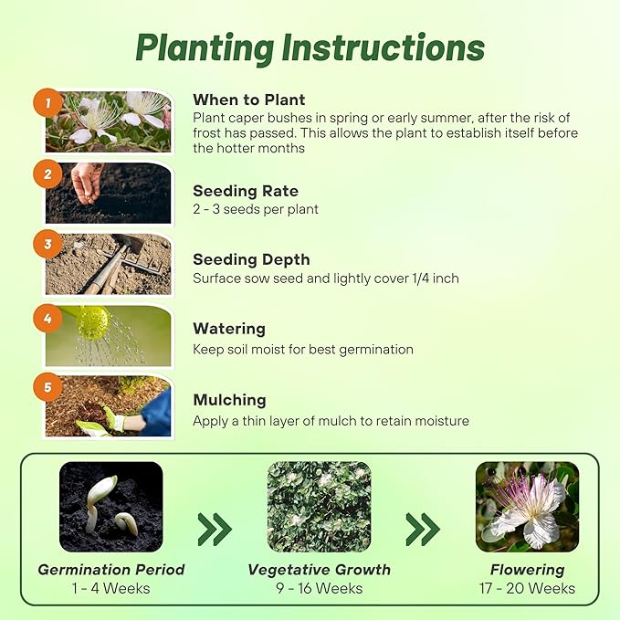 Outsidepride Caper Bush Seeds - 100 Pcs. Perennial, Low Maintenance, Herb Seeds for Planting Edible Fleshy Leaves & Large Pinkish-White Blooms for Culinary Use & Pollinator Gardens