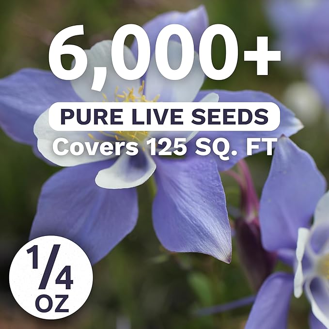 Columbine Blue – Large 1/4 Ounce Seed Packet – 6,000 Flower Seeds for Planting – Aquilegia caerulea